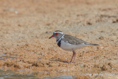 Three-banded Plover