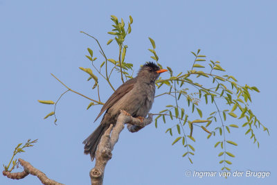 Malagasy Bulbul