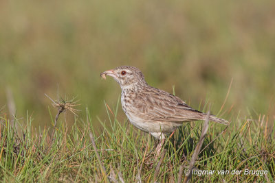 Madagascan Lark