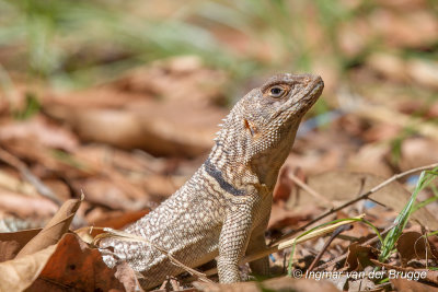 Oplurus cuvieri - Cuvier's Madagascar Swift