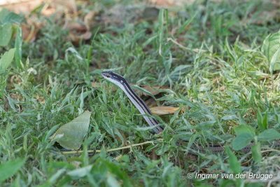 Dromicodryas quadrilineatus - Four-striped Snake