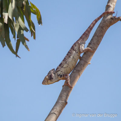 Furcifer oustaleti