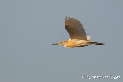 Squacco Heron