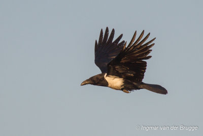 Pied Crow