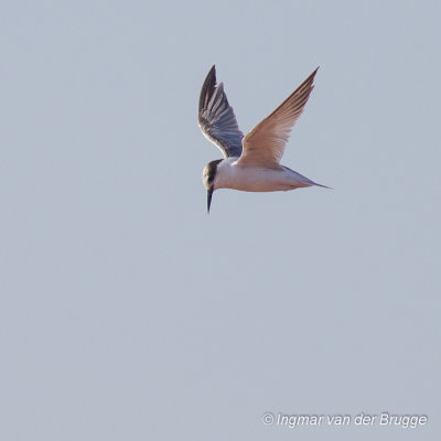 Saunderss Tern