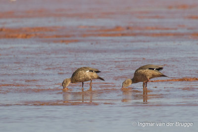 Bernier's Teal