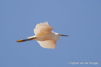 Dimorphic Egret