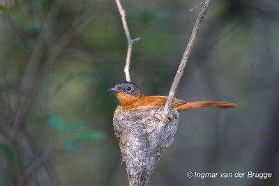 Malagasy Paradise Flycatcher