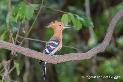 Madagascan Hoopoe