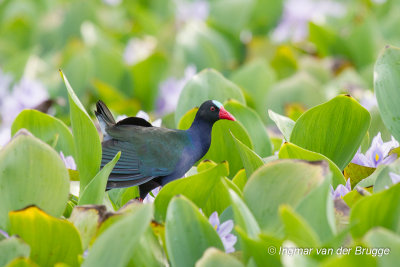 Allen's Gallinule