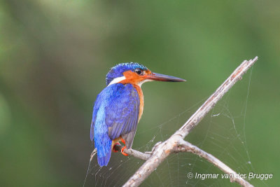 Malagasy Kingfisher