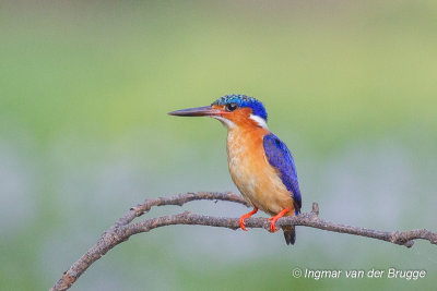 Malagasy Kingfisher