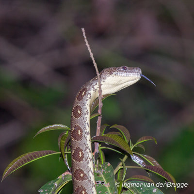 Sanzinia madagascariensis - Madagascar Ground Boa