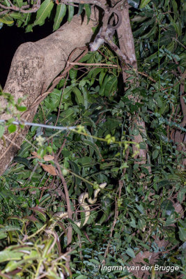 Sanzinia madagascariensis - Madagascar Ground Boa