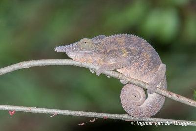 Furcifer angeli - Angel's Chameleon