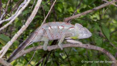 Furcifer oustaleti