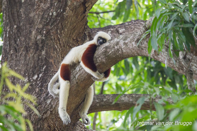 Propithecus coquereli - Coquerels Sifaka