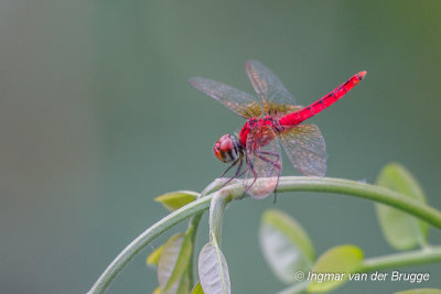 Aethriamanta rezia - Pygmy Basker