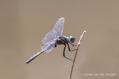 Onychothemis testacea