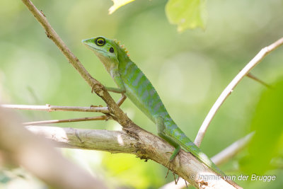 Bronchocela cristatella - Green Crested Lizard