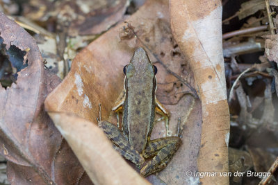 Amnirana nicobariensis (Hylarana nicobariensis) - Nicobar Cricket Frog