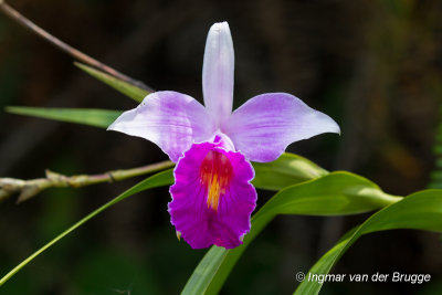 Arundina graminifolia - Bamboo Orchid