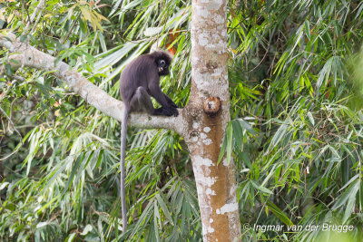 Trachypithecus obscurus - Spectacled Leaf Monkey