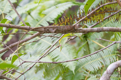 Calotes versicolor - Garden Lizard
