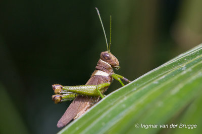 Grasshopper unknown