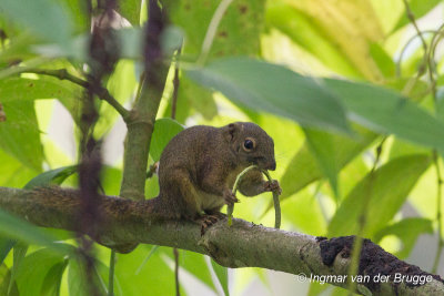 Sundasciurus tenuis - Slender Squirrel