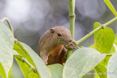 Callosciurus notatus - Plaintain Squirrel