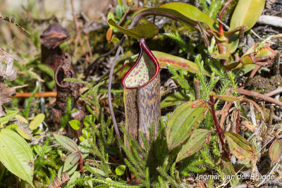 Nepenthes sanguinea (Pitcher Plant)