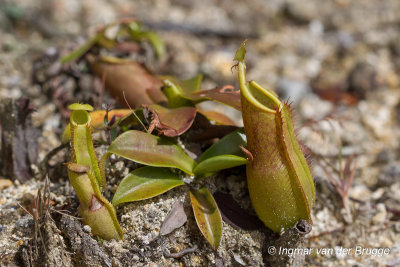 Nepenthes sanguinea (Pitcher Plant)