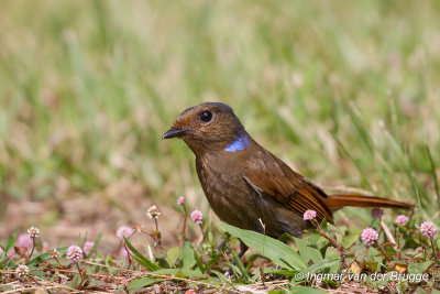 Large Niltava