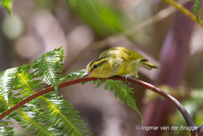 Mountain Leaf Warbler