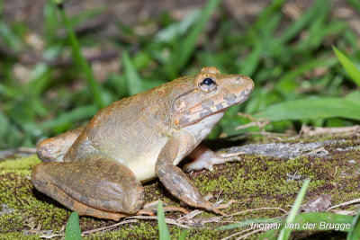 Limnonectes blythii - Giant Asian River Frog
