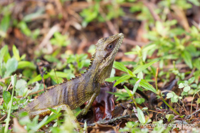 Gonocephalus robinsonii - Robinson's Forest Dragon