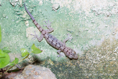 Gekko monarchus - Spotted House Gecko