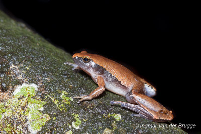 Microhyla heymonsi - Arcuate-spotted Pygmy Frog