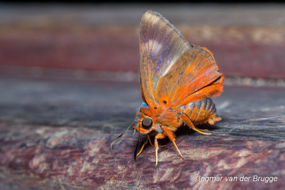 Burara etelka - Great Orange Awlet