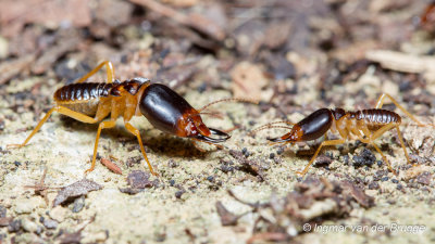 Termites