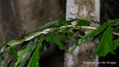 Dendrelaphis formosus - Elegant Bronzeback