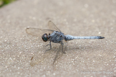 Orthetrum glaucum