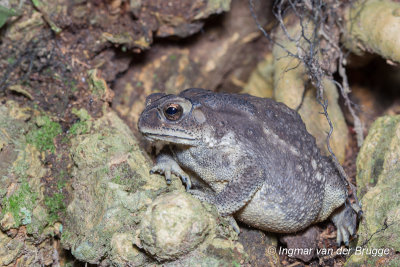 Duttaphrynus melanostictus - Black-spined Toad (Southeast Asian Toad)