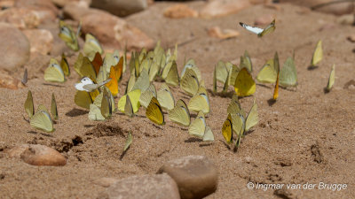 Butterflies