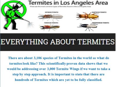 What do Termites Look Like