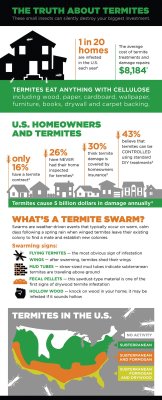 The Truth about Termite