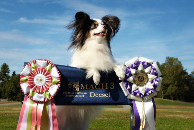 MACH 3 Deesel 2013