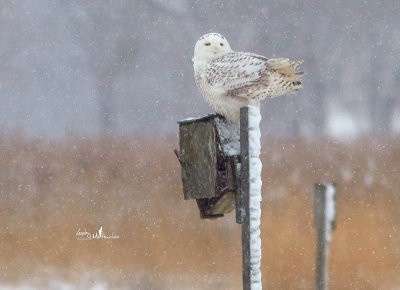 Recent Snowy Owl and Birds 2014