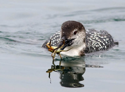 Common Loon with a Prize